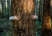 Italia Nostra Sezione Etruria festeggia la “Giornata nazionale dell’albero” giornata dell'albero