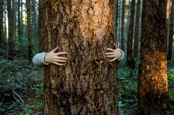 giornata dell'albero