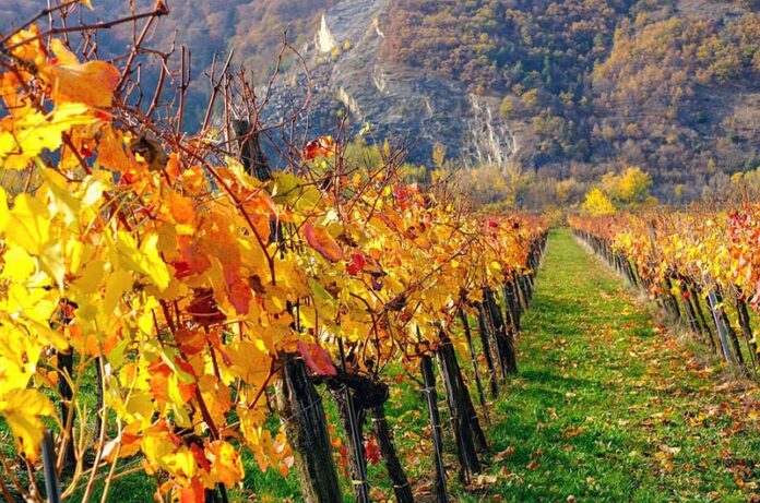 vigneti week end 19-20 novembre vigneti week end