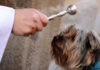 benedizione degli animali