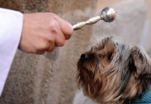 benedizione degli animali