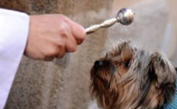benedizione degli animali