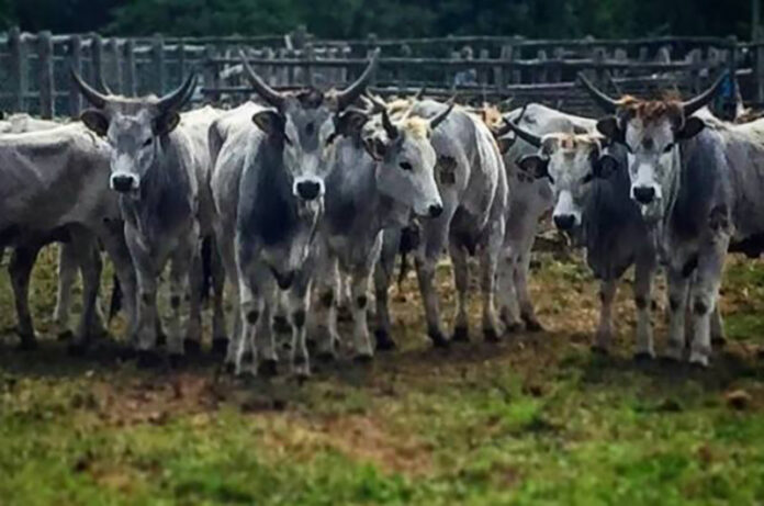 52a festa della merca a tarquinia