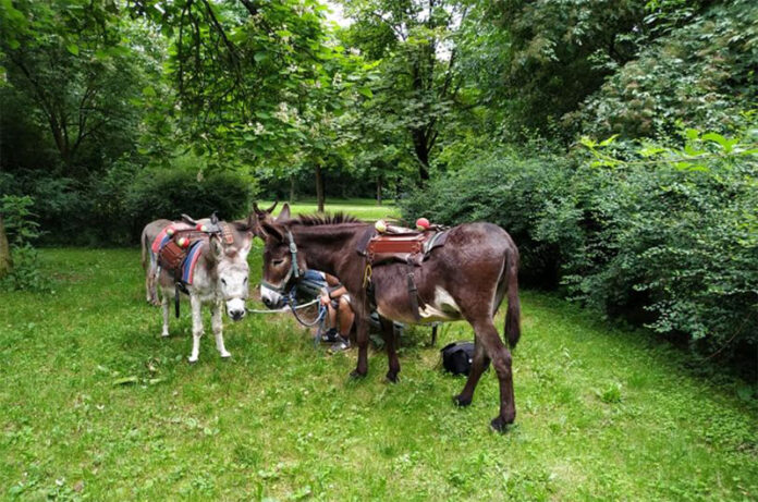 A Passo d'asino_week