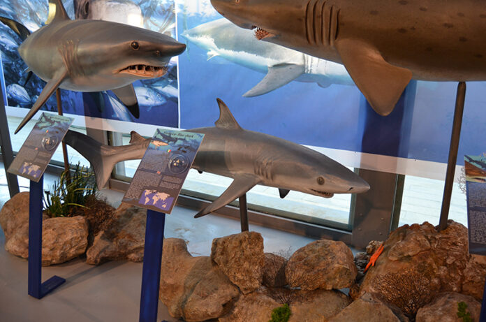 DSC_1038 (1) DSC_1038 (1)