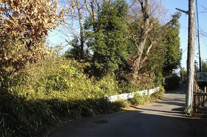 RAMI SPORGENTI SU STRADA PUBBLICA1 RAMI SPORGENTI SU STRADA PUBBLICA