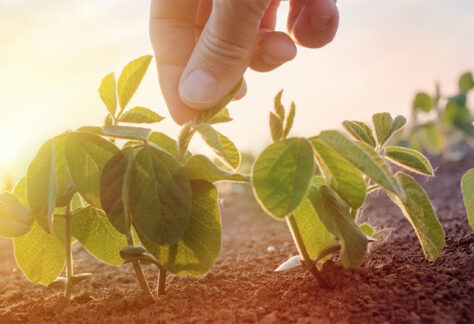 agribiodiversità