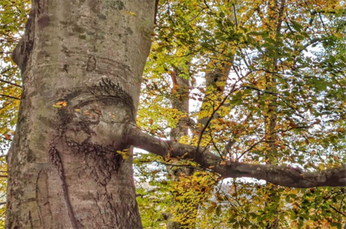 Faggeta del Lago di Vico Faggeta del Lago di Vico