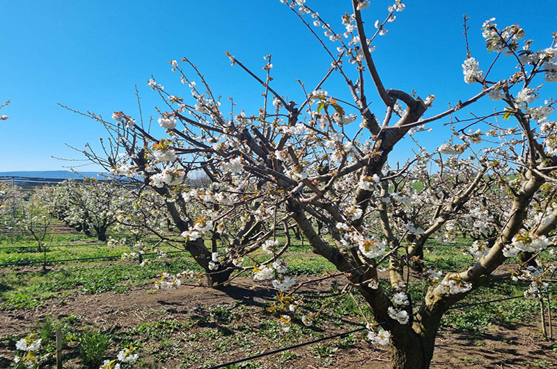 celleno passeggiata tra i ciliegi in fiore