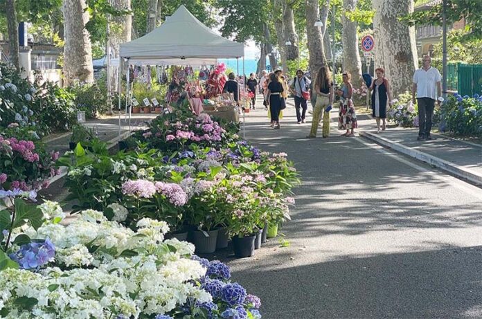 Festa delle Ortensie