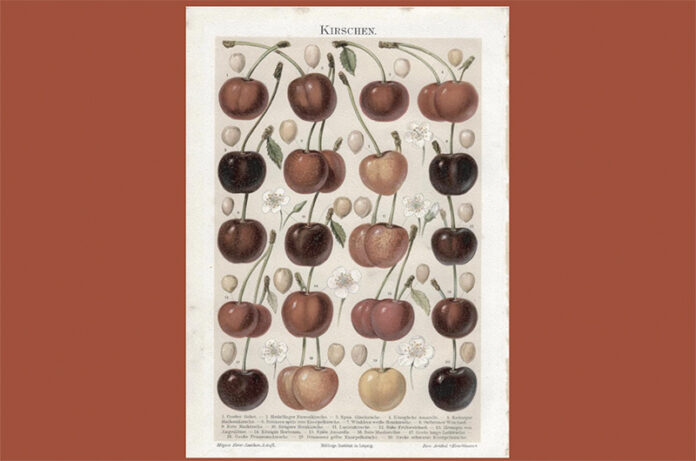 Il grande racconto delle ciliegie