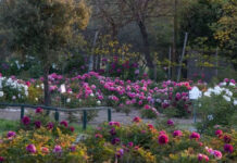 centro-botanico-moutan