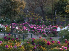 Al Centro Botanico Moutan la fioritura delle peonie sta per iniziare centro-botanico-moutan