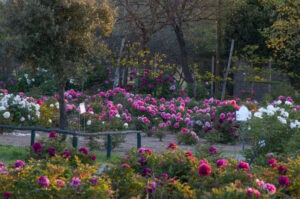 centro-botanico-moutan