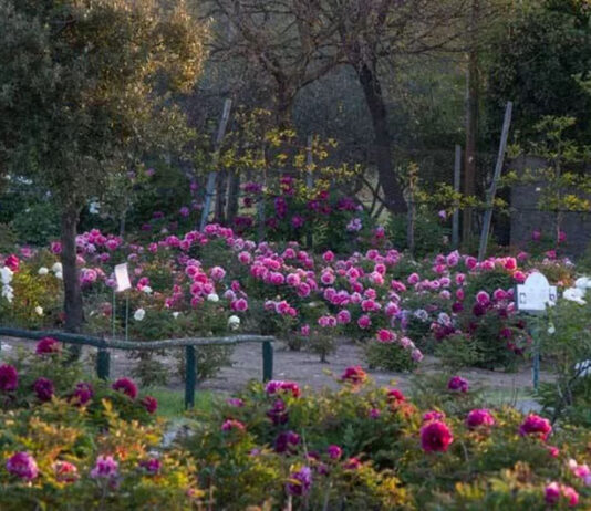 Al Centro Botanico Moutan la fioritura delle peonie sta per iniziare centro-botanico-moutan
