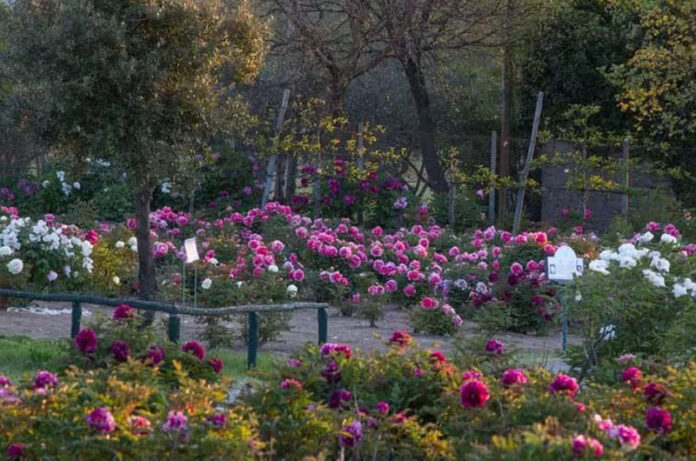 centro-botanico-moutan-giardino-peonie-2 centro-botanico-moutan