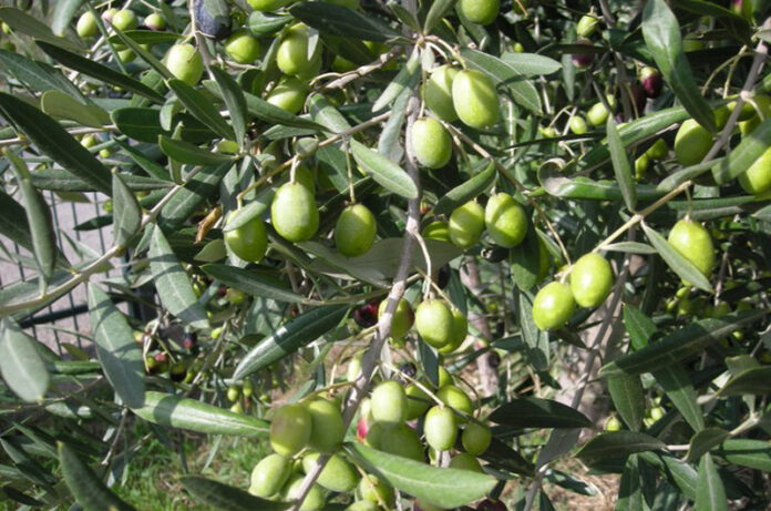 cooperativa agricola cesare battisti ramoscello d'oro cooperativa agricola cesare battisti ramoscello d'oro