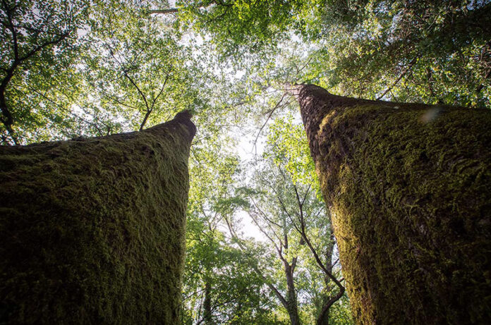 opera bosco fondo valle fiume treja