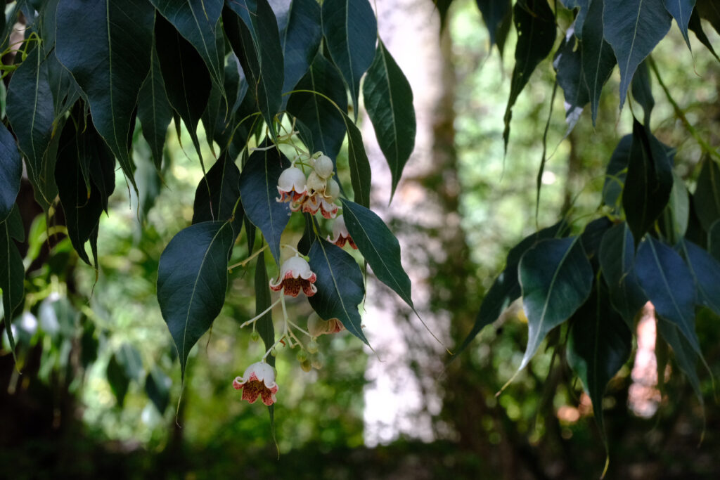 3654AA3C-4AE5-4967-B136-F71F420867E6-70811-00000C6238BAB575