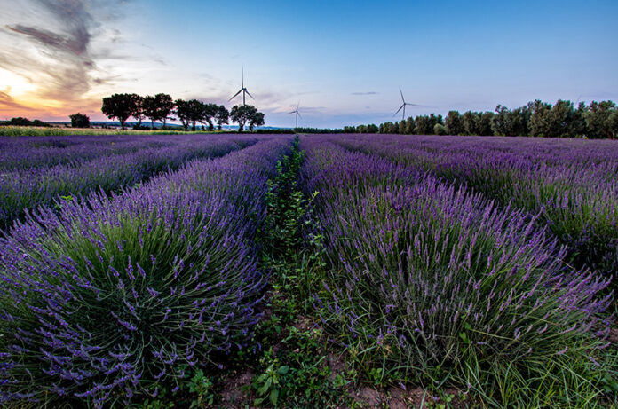 Campo Lucia - Ph Biserni