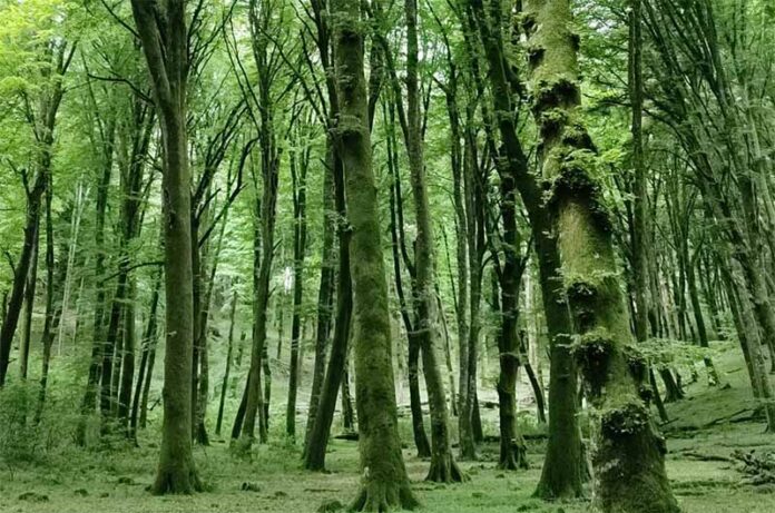 Faggeta vetusta del monte Cimino Faggeta vetusta del monte Cimino
