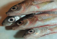Coldiretti Lazio a Fiumicino per la mobilitazione delle marinerie