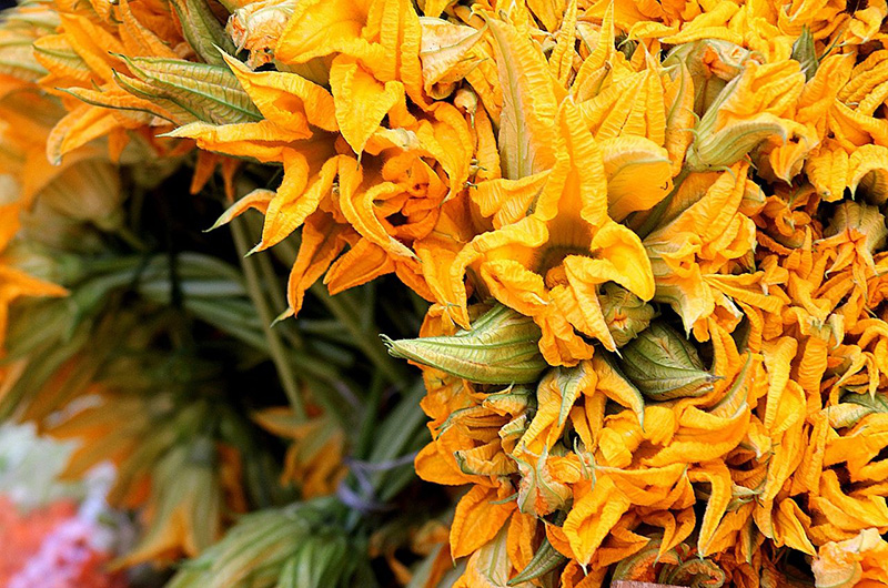 fiore di zucca