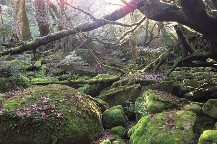 il bosco incantato il bosco delle fiabe