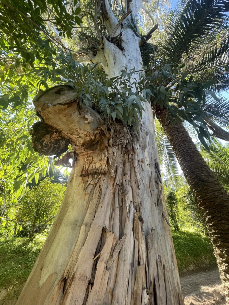 palma orto botanico corsini