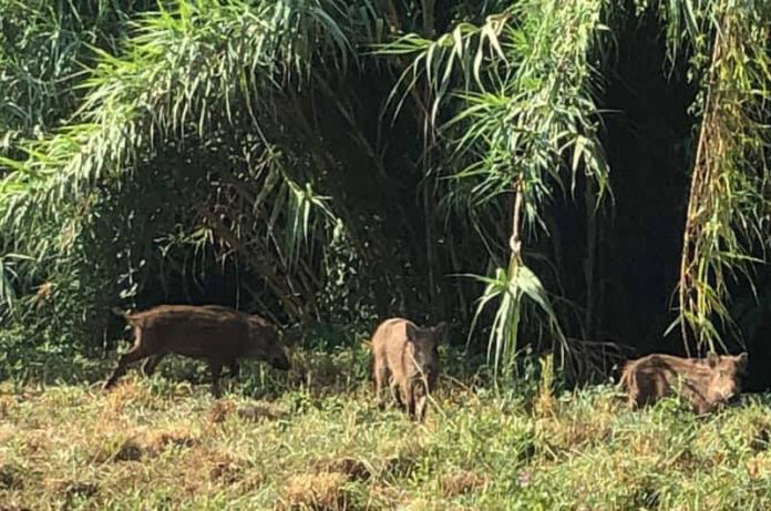 cinghiali in città