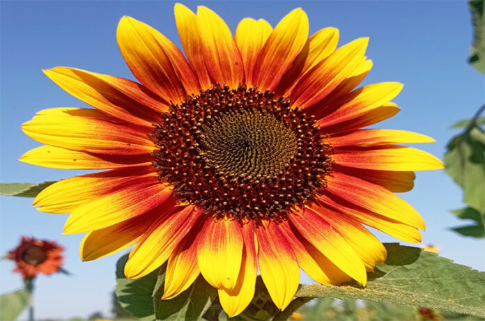girasole girasole