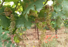 Peronospora, Paterna: “Grazie al ministro Lollobrigida i viticoltori della Tuscia avranno diritto ai ristori” peronospora-danni