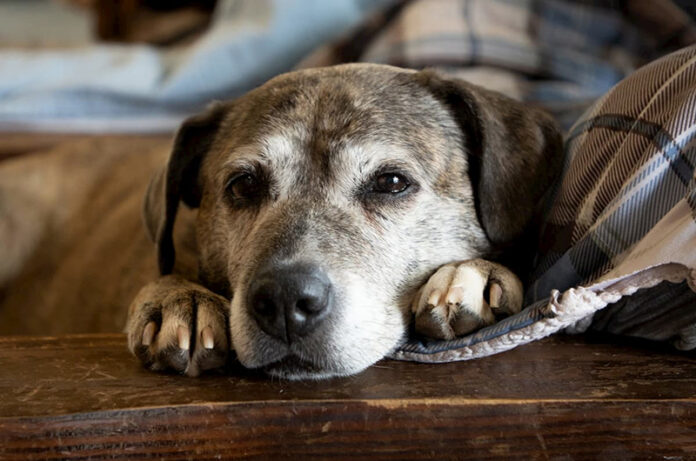 rapporto uomo animale