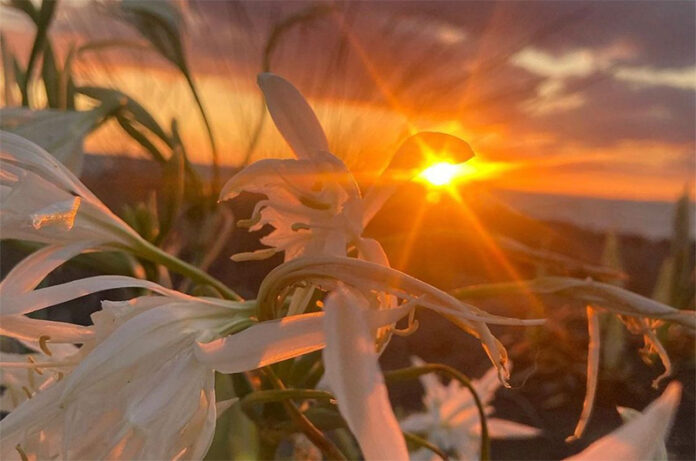 saline di tarquinia al tramonto