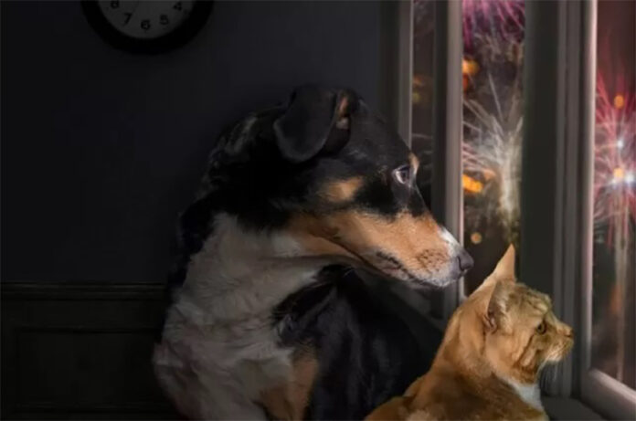 fuochi d'artificio_cane e gatto fuochi d'artificio_cane e gatto