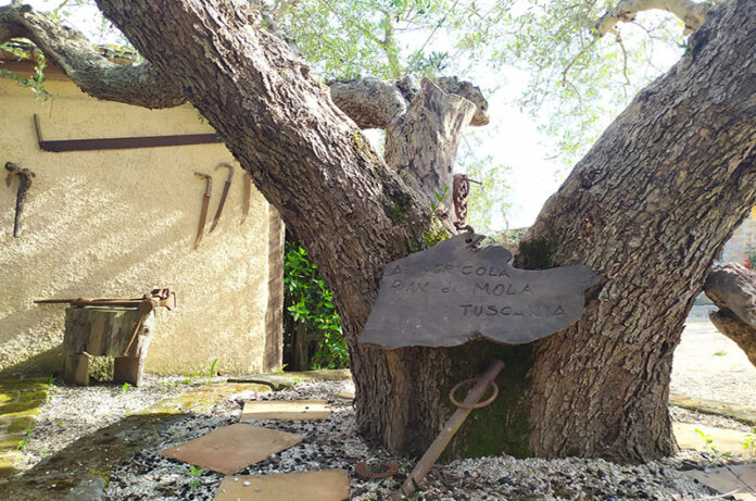 Azienda agricola Pian di Mola Tuscania