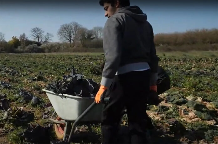 Un senso di libertà. Voci dell'agricoltura sociale