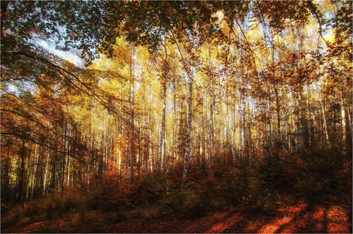 faggeta di monte raschio