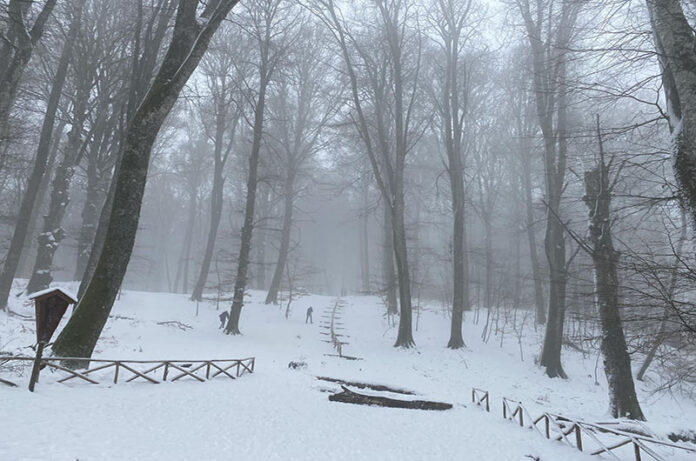 faggeta vetusta del monte cimino