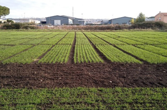 terreno agraria oggi in concessione da parte del comune ma è stata revocata per scadenza