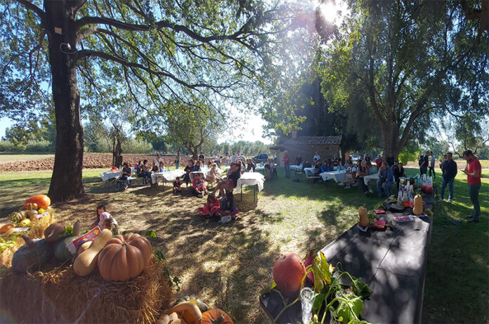 zucche azienda campo_1