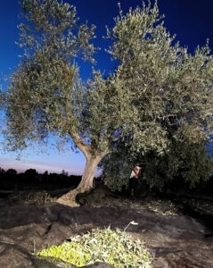 raccolta olive