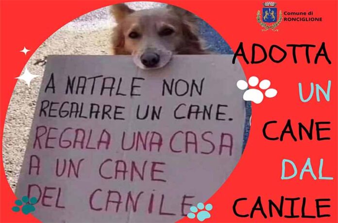 Natale adozioni cane