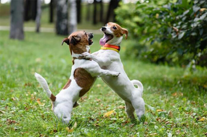 AREE SGAMBAMENTO CANI