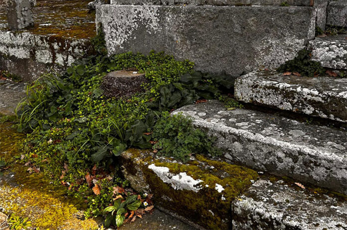 Cimitero Vetralla_incuria