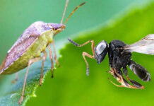 cimice asiatica vs vespa samurai