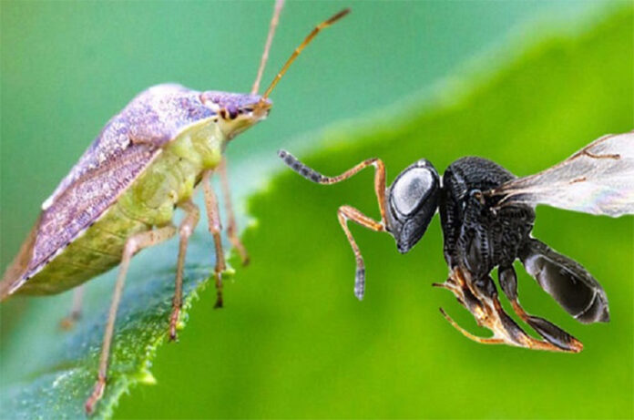 cimice asiatica vs vespa samurai