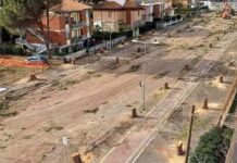 Taglio dei pini - Viale Mediterraneoa Tarquinia