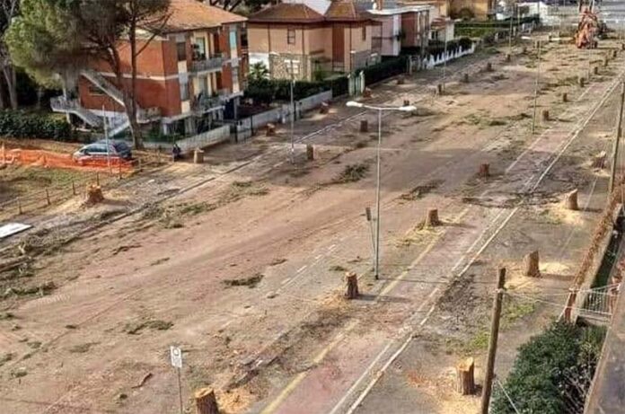 Taglio dei pini - Viale Mediterraneoa Tarquinia