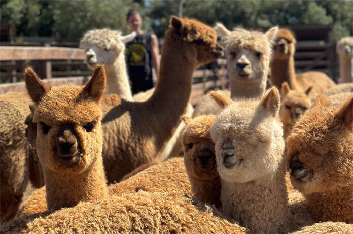 Alpaca-Tarquinia